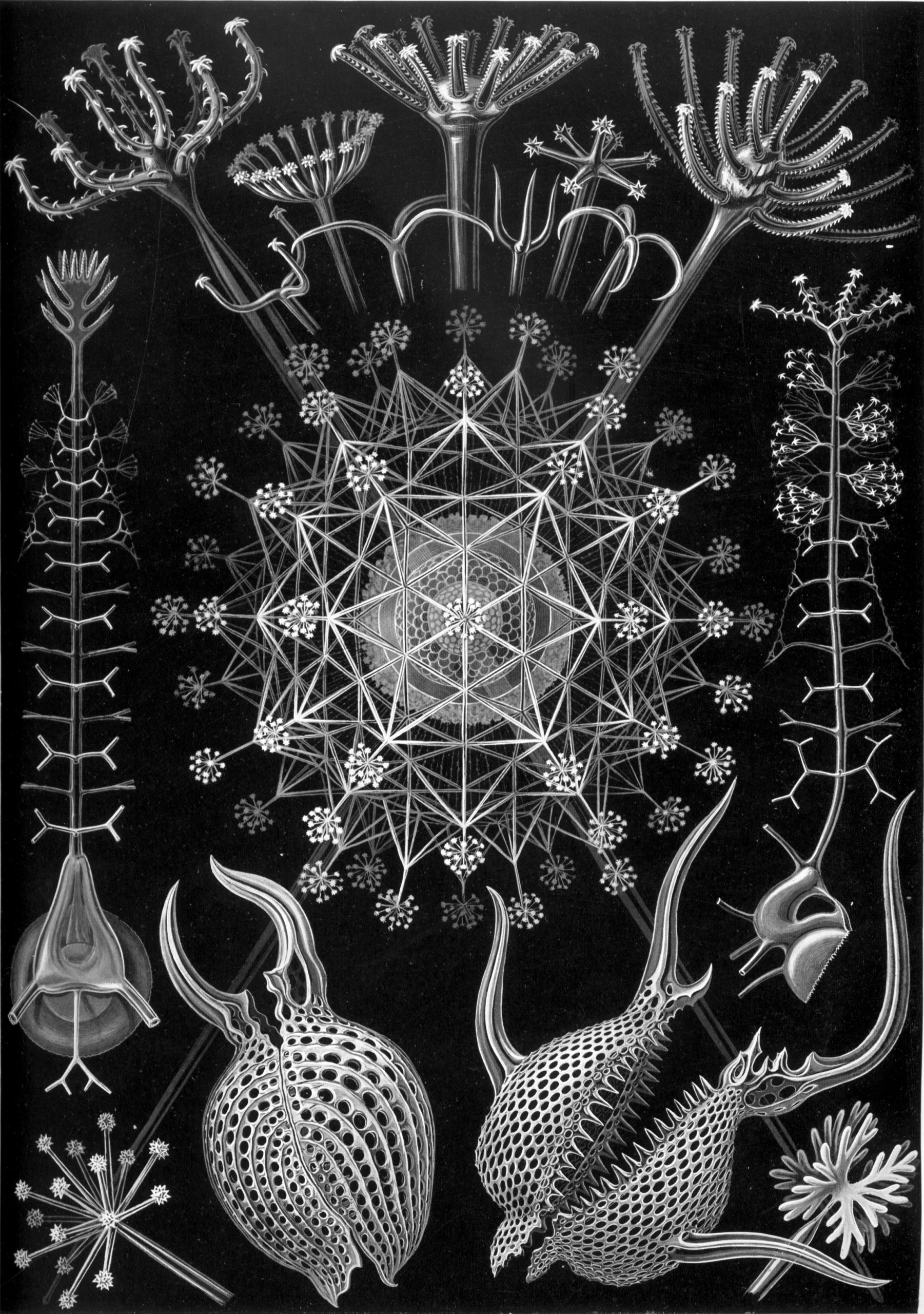 Ernst Haeckel : l’art au service de la science (ou l’inverse ?)